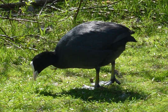 Image of Common Coot