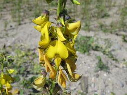 Image of <i>Crotalaria incana</i>