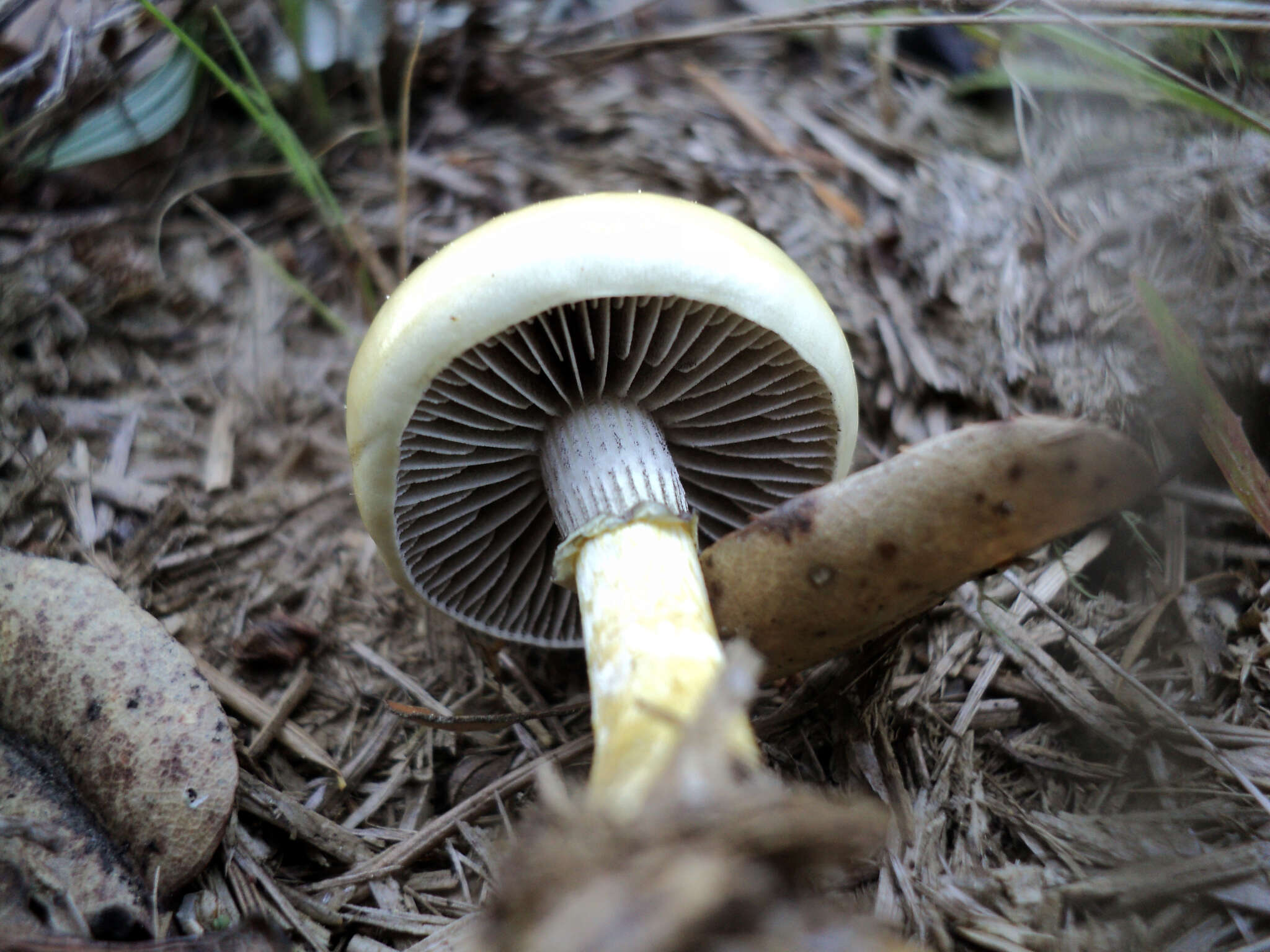 صورة Protostropharia semiglobata (Batsch) Redhead, Moncalvo & Vilgalys 2013