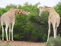 Plancia ëd Giraffa camelopardalis peralta Thomas 1898