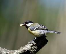 Image of Great Tit