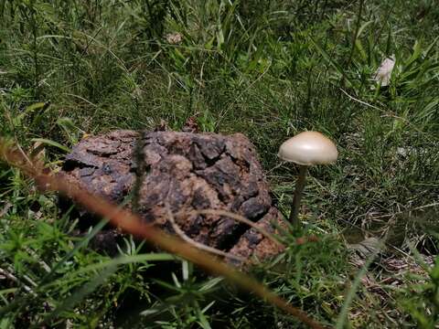 Protostropharia semiglobata (Batsch) Redhead, Moncalvo & Vilgalys 2013 resmi