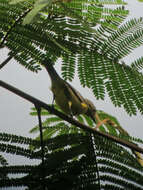 Image of Black-faced Dacnis