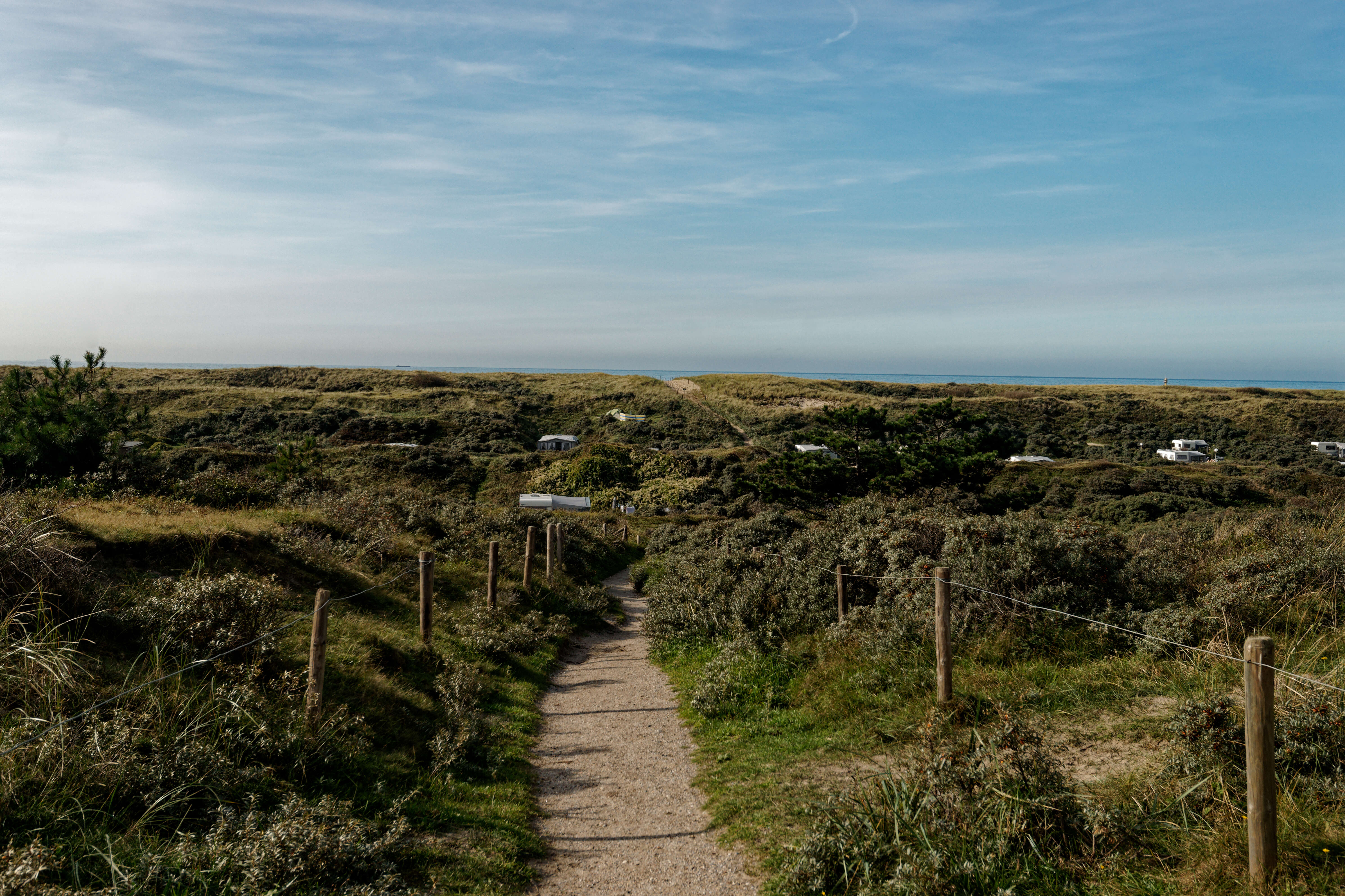 Image of Sea-buckthorn