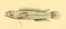 Image of Acanthoclinus