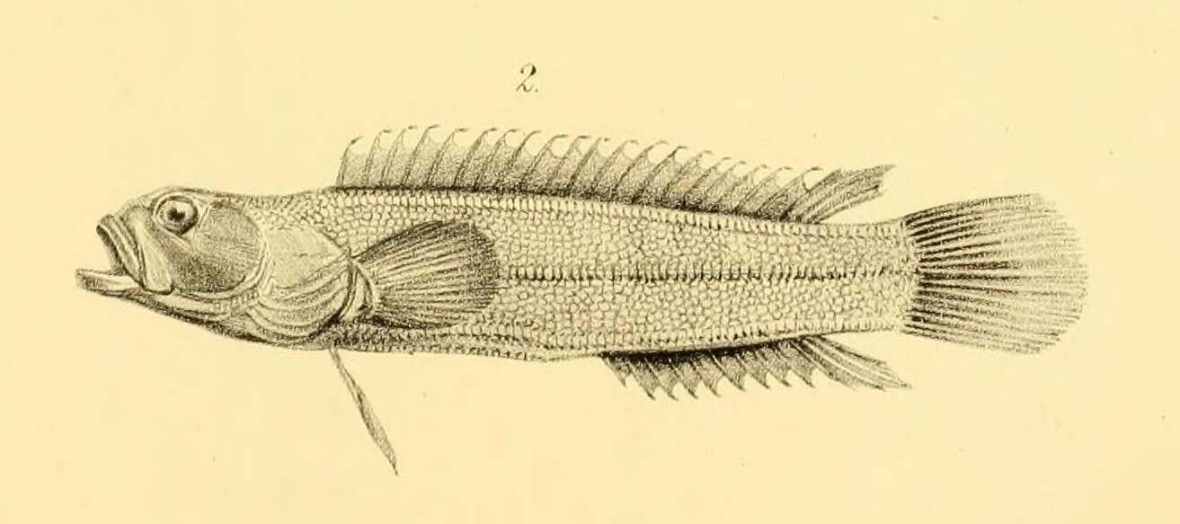 Image of Acanthoclinus