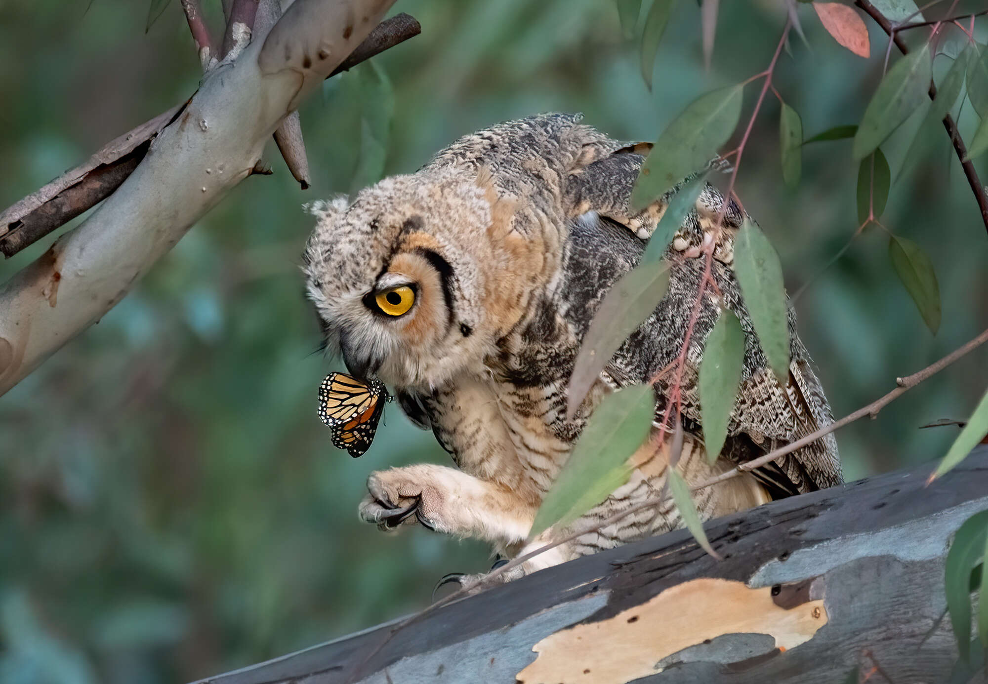 Image of Great Horned Owl