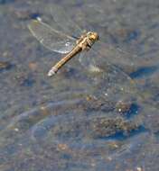 Image of Epaulet Skimmer