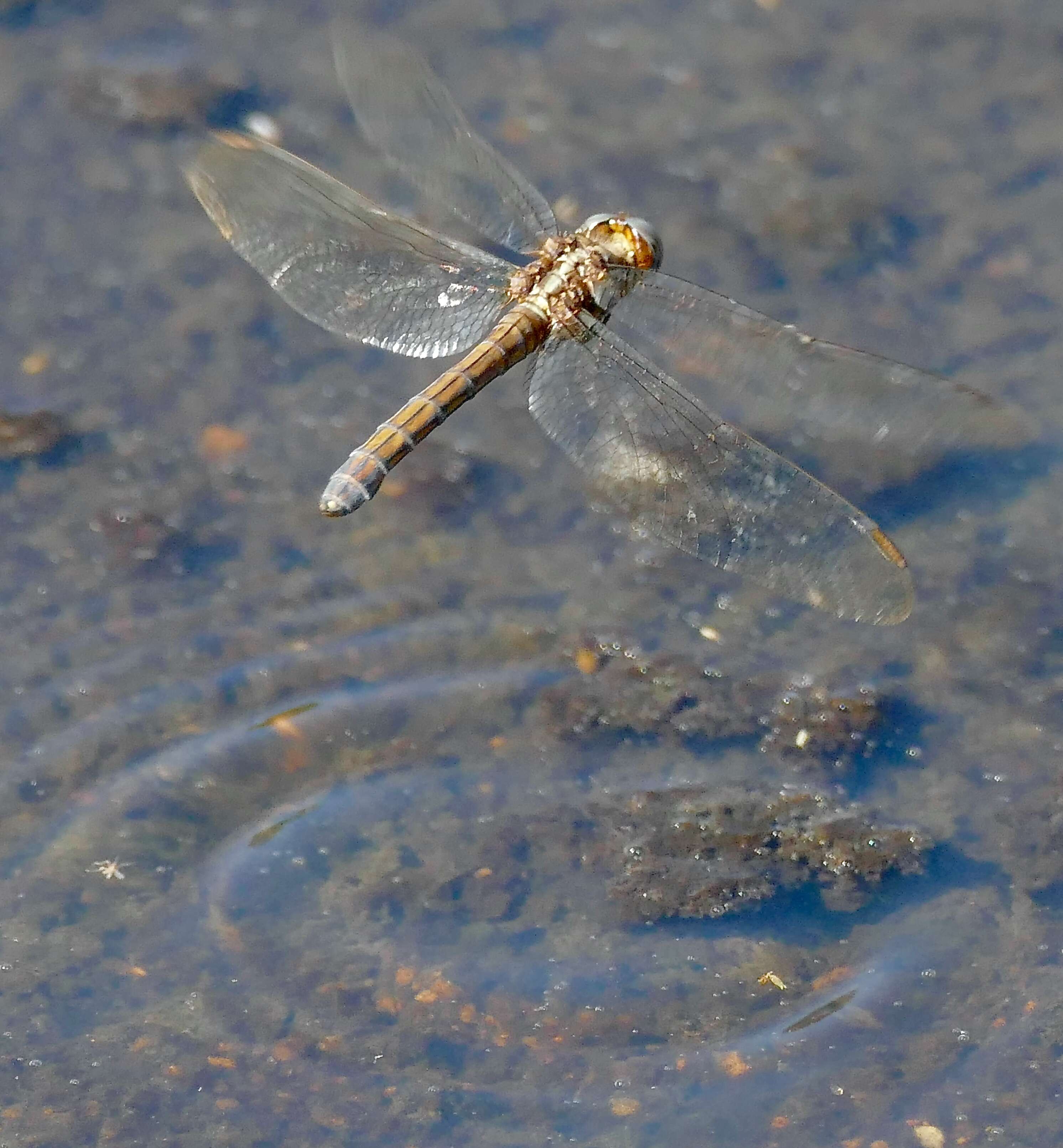 Image of Epaulet Skimmer