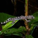 Image of Four-striped Forest Gecko
