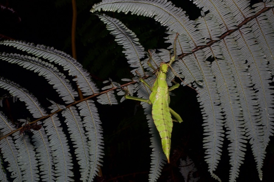 Image of Malayan Wood Nymph