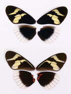 Image of Heliconius eleuchia