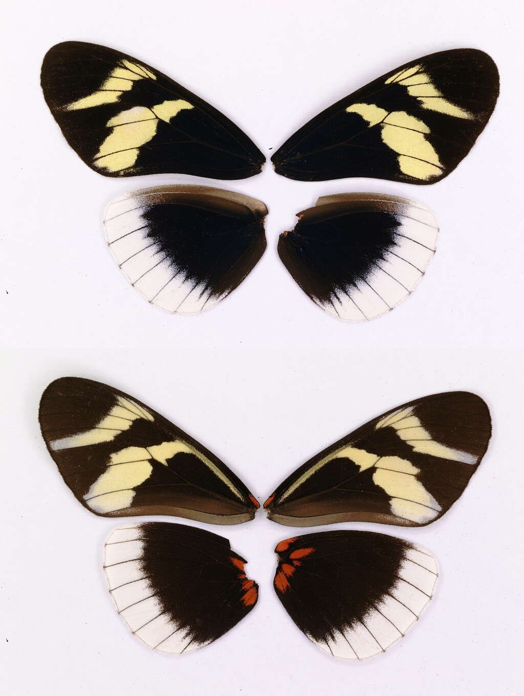 Image of Heliconius eleuchia