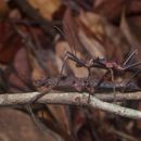 Image of Hoploclonia gecko (Westwood 1859)