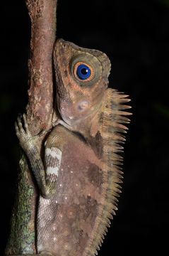 Image of Blue-eyed Anglehead Lizard