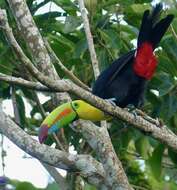 Image of Keel-billed Toucan