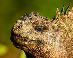 Image of marine iguana