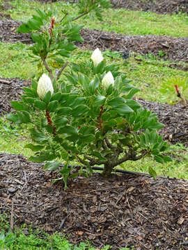 Imagem de Protea cynaroides (L.) L.