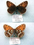 Image de Melitaea diamina