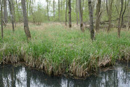 Image of Tufted Sedge