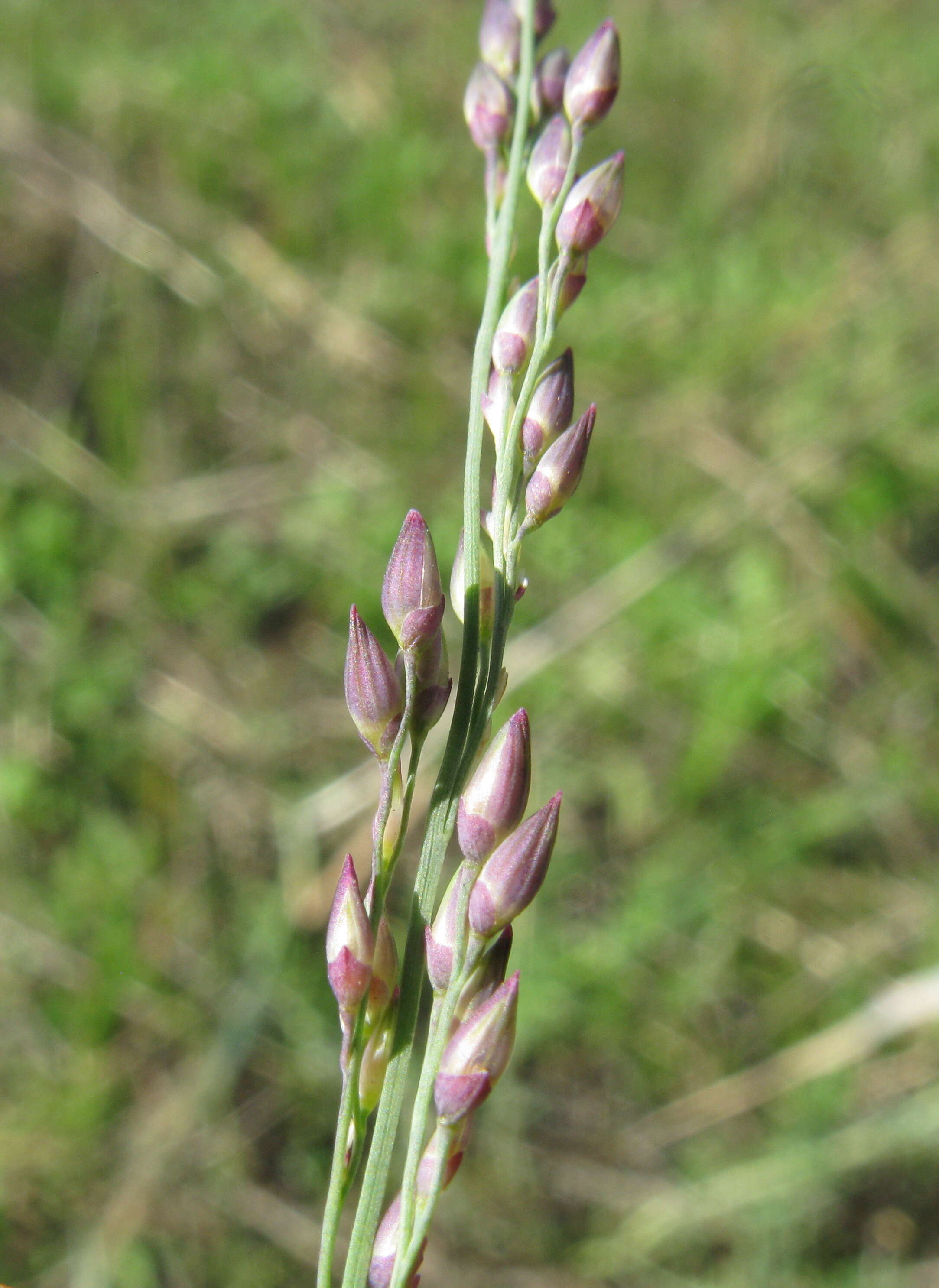 Image de Panicum coloratum L.