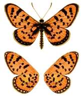 Image of Acraea violarum Boisduval 1847