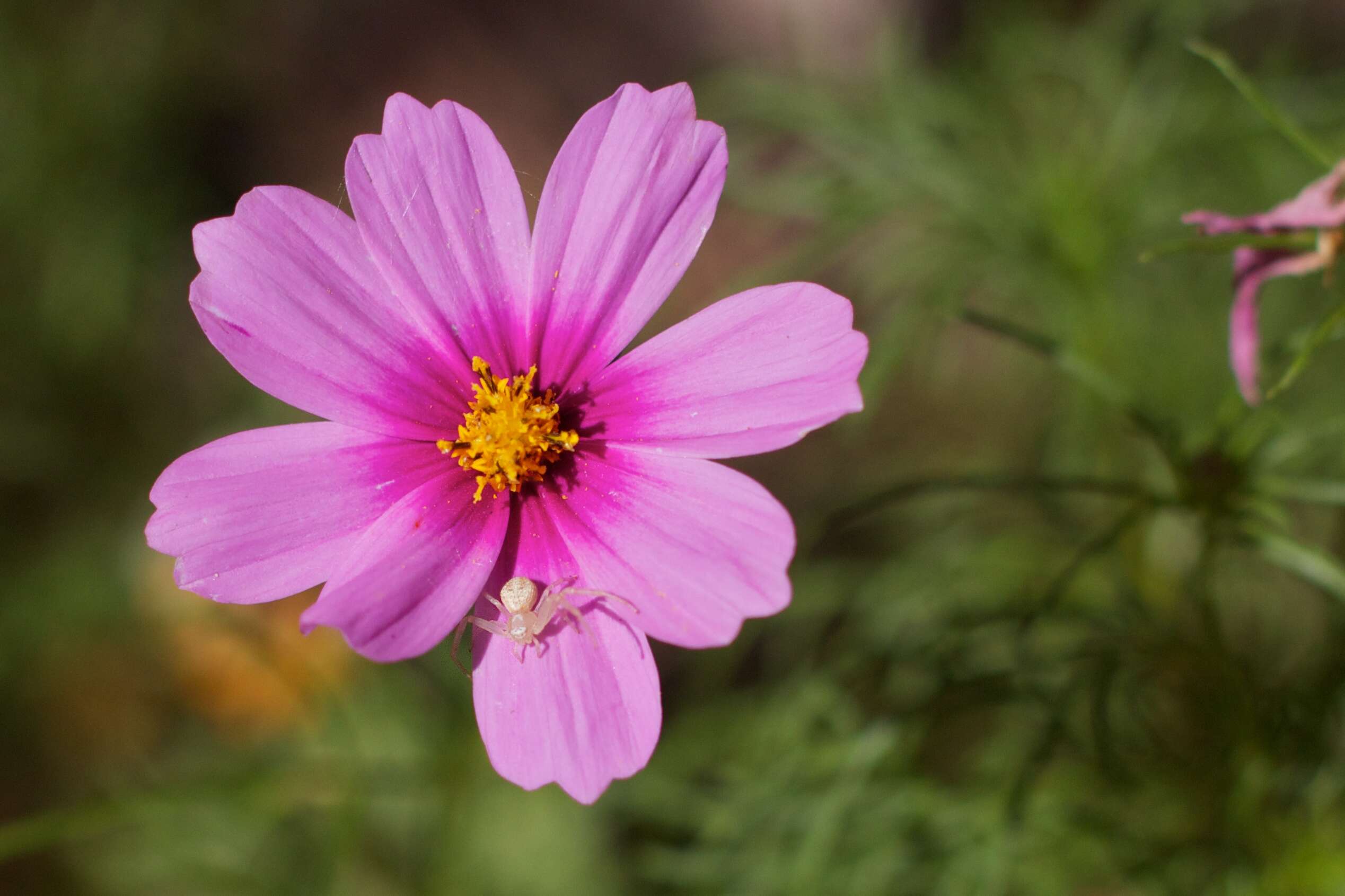 Image of garden cosmos