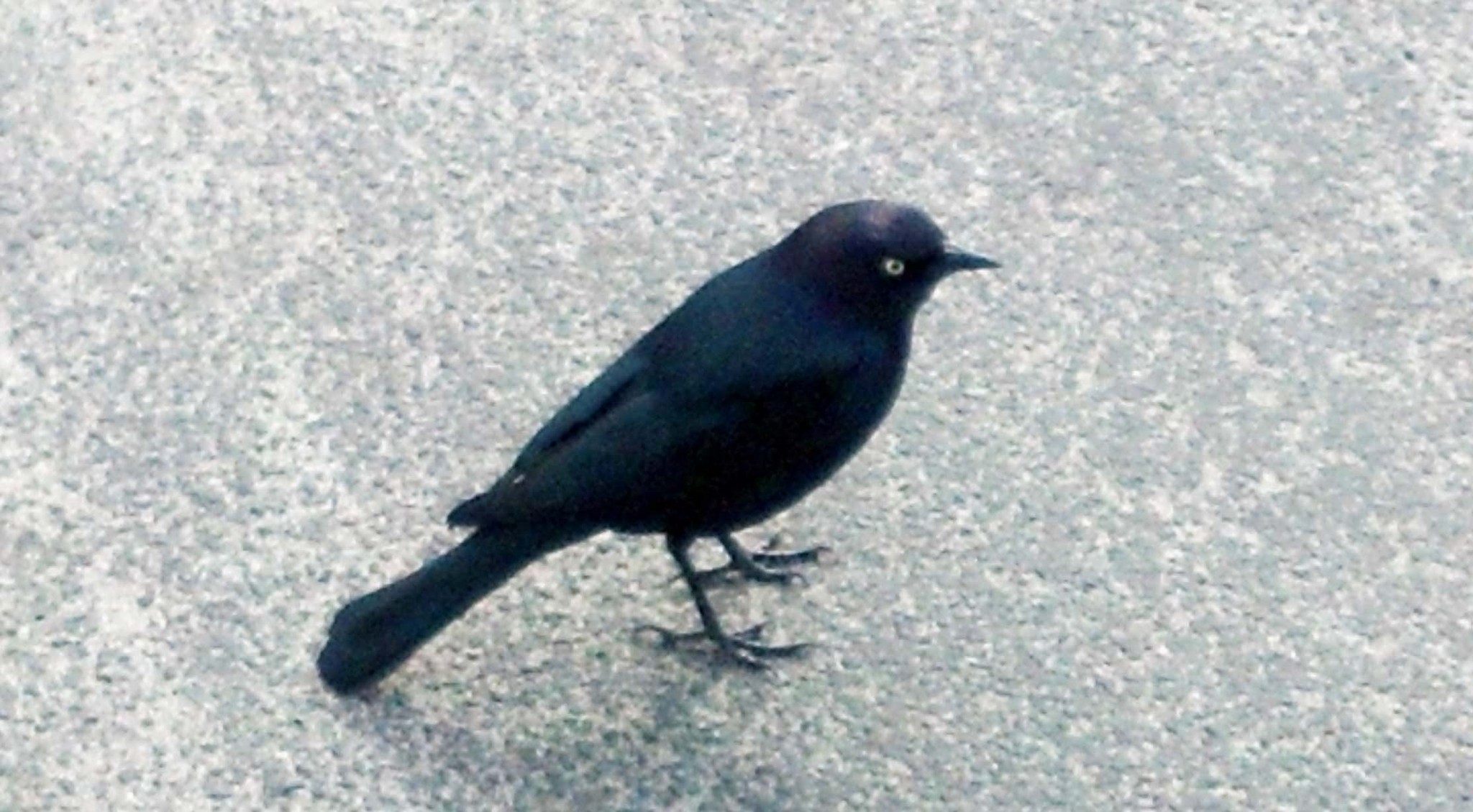 Image of Brewer's blackbird