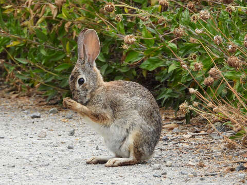 Imagem de Sylvilagus audubonii (Baird 1858)