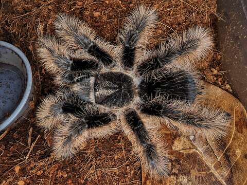 Image of Curlyhair tarantula