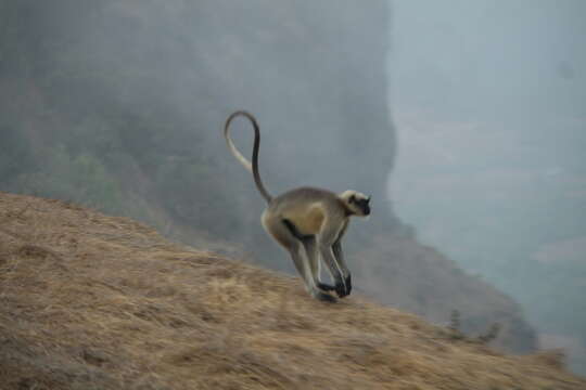 Image of Semnopithecus hypoleucos