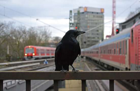 Image of Carrion Crow