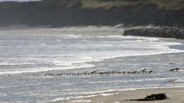 Image of Red-necked Stint