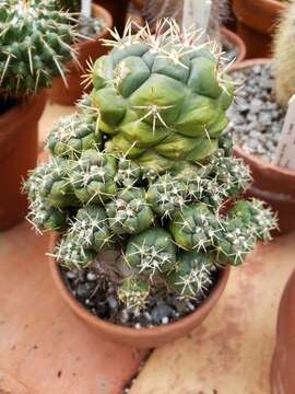 Image of Thelocactus hexaedrophorus (Lem.) Britton & Rose