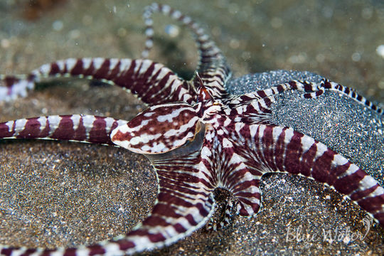 Image of Thaumoctopus mimicus Norman & Hochberg 2005