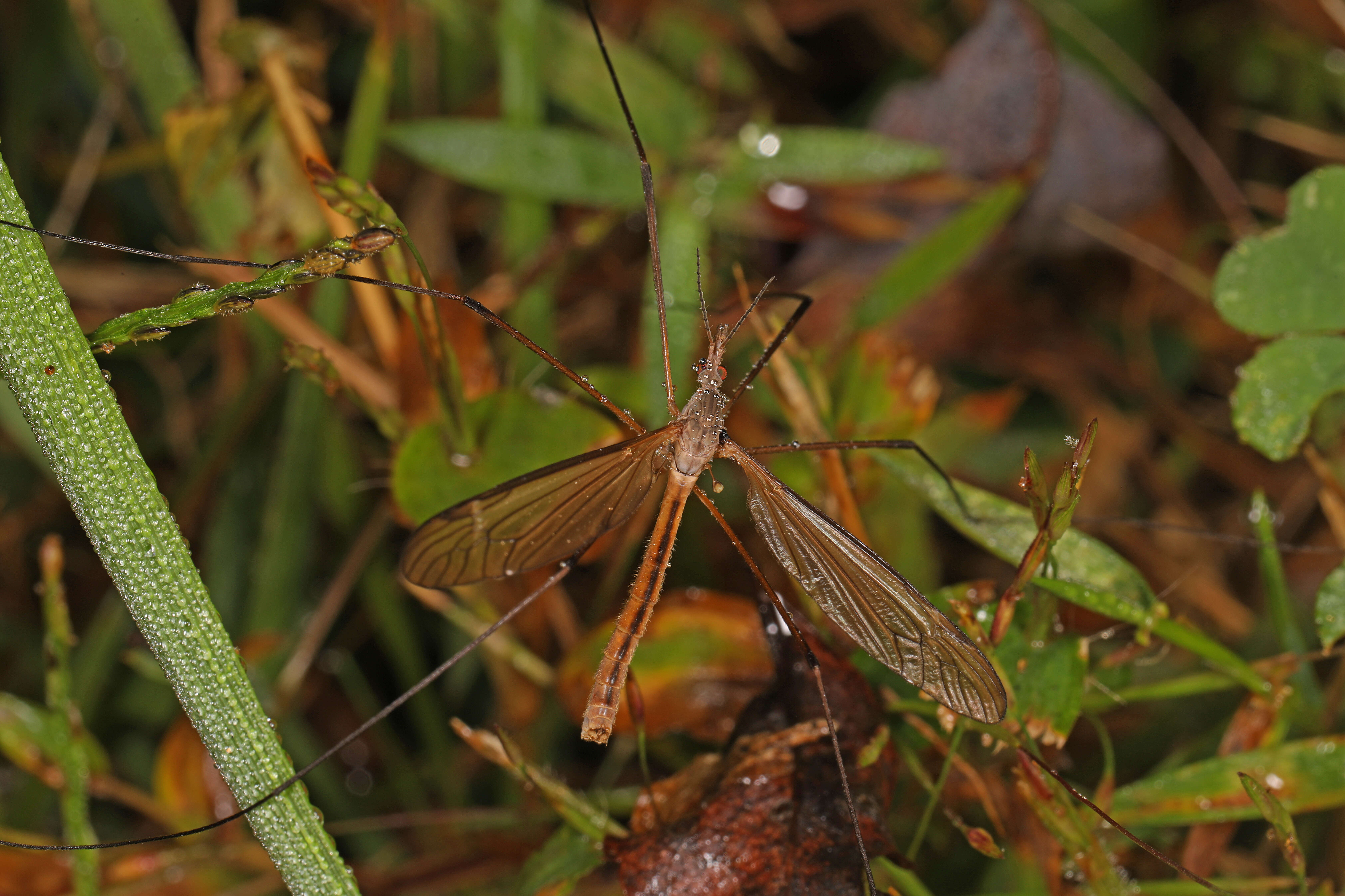 Image of Tipula