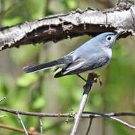 Image of gnatcatchers