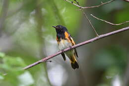 Image of American Redstart