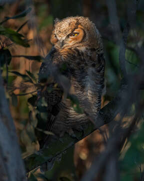 Image of Great Horned Owl