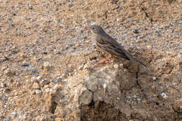 Image of Grey-necked Bunting