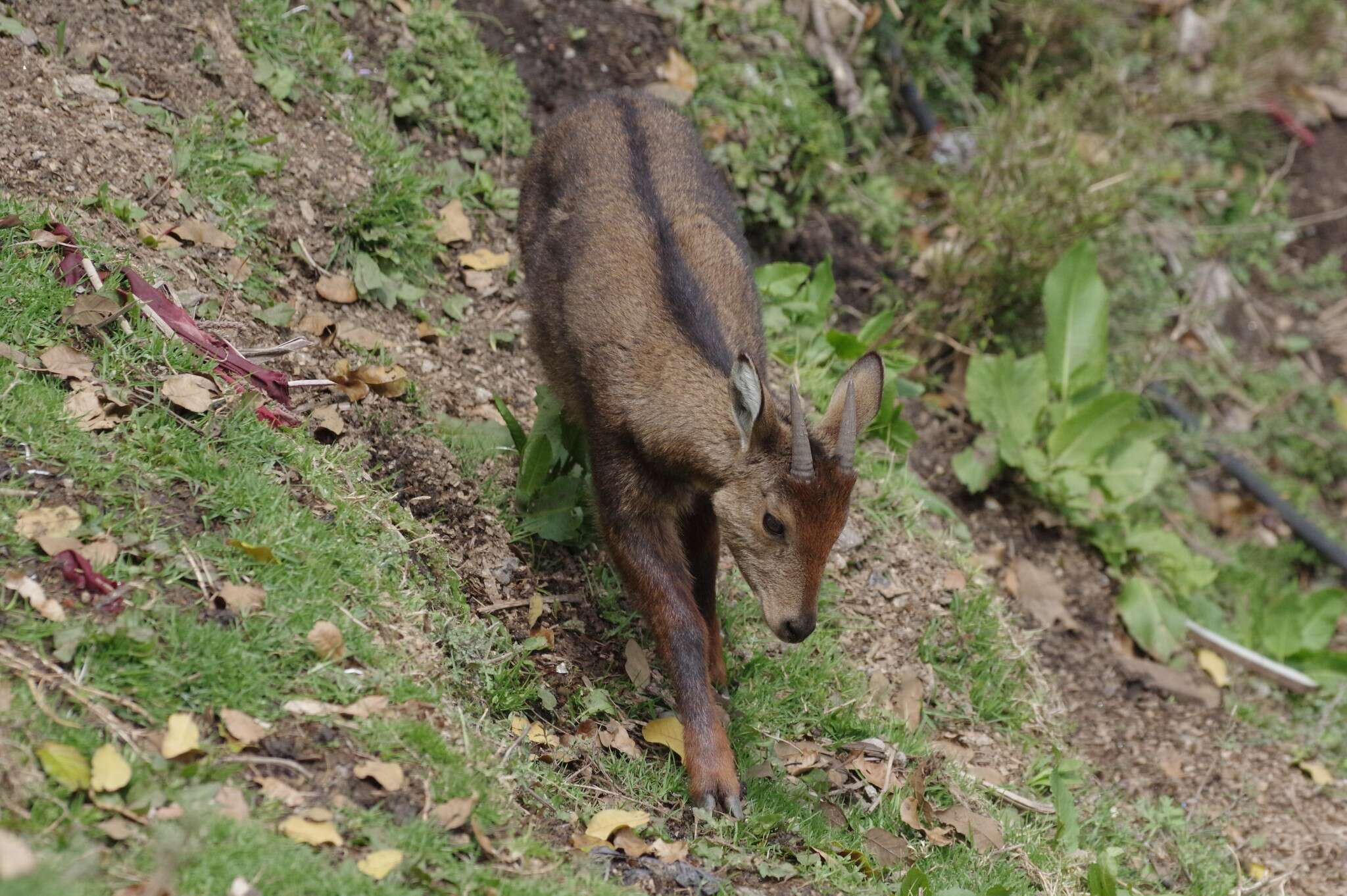 Image of Himalayan Goral