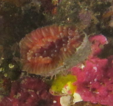 Image of <i>Monomyces rubrum</i> (Quoy & Gaimard 1833)