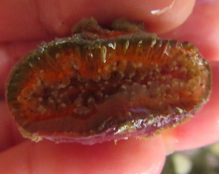 Image of <i>Monomyces rubrum</i> (Quoy & Gaimard 1833)