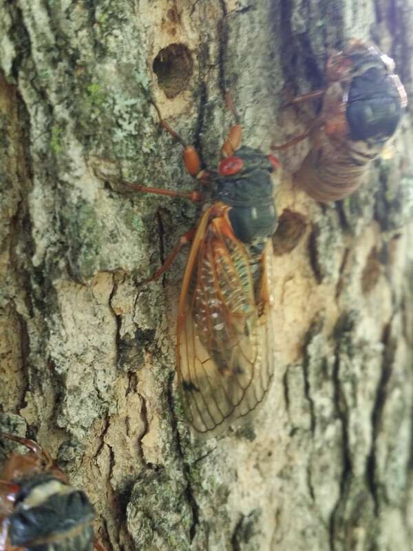 Image of Cicada