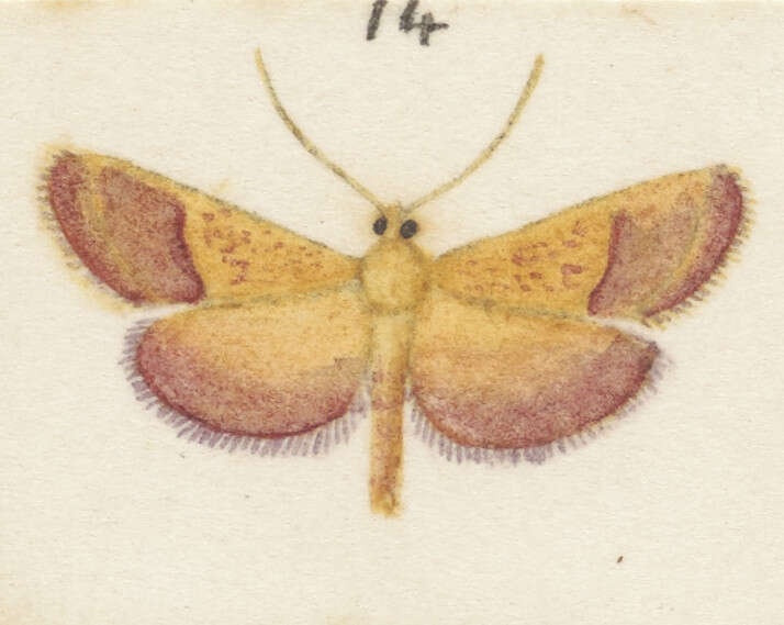 Image of Endotricha pyrosalis Guenée 1854
