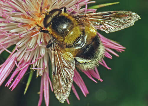 Volucella bombylans (Linnaeus 1758) resmi