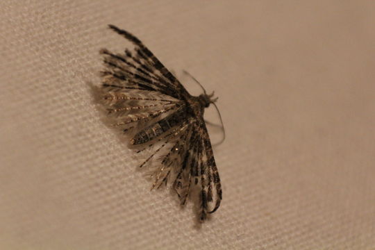 18.https www inaturalist org photos 6300095.580x360
