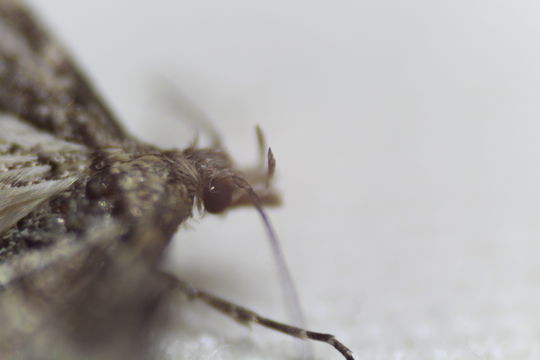18.https www inaturalist org photos 6300099.580x360