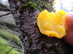 Image of Witches butter