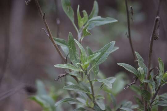 Sivun Encelia californica Nutt. kuva